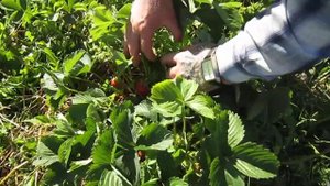 Первый урожай клубники в саду. Сорта: Машенька и Медовая