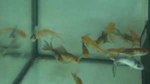 Карпы кои. Мальки в аквариуме.