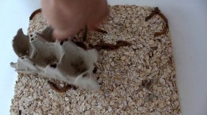 Ч. 5 Новая партия личинок / Разведение зофобас (Zophobas morio) / Ферма и содержание