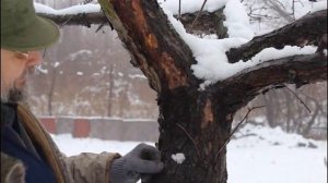 Побелка деревьев зимой