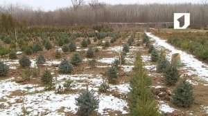 Утренний эфир / Живые елки: выращивание и уход