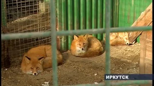 В иркутской зоогалерее звери готовятся к зимовке смотреть онлайн