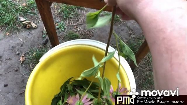 Собираю цветы ? на сухоцветы.Новый цветочек и ?? смотреть онлайн