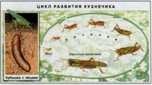 ЦИКЛ РАЗВИТИЯ КУЗНЕЧИКА