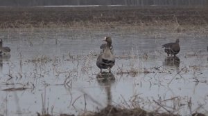 Чучела ПОЛЕСНИК манящие гусей