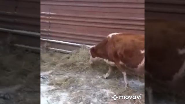 порода симментал а