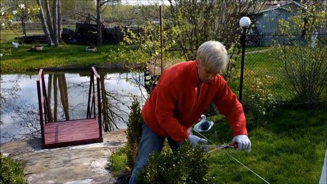 Уход за самшитом смотреть онлайн