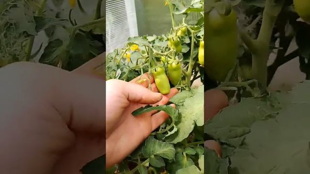 ТОМАТ ДРОВА Лучшие урожайные низкорослые сорта томатов Низкорослые детерминантные томаты