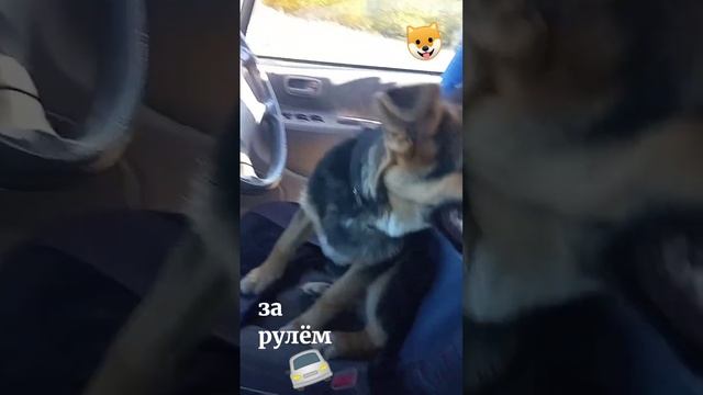 Спасённый Арчи: ЗА РУЛЁМ❗ смотреть онлайн