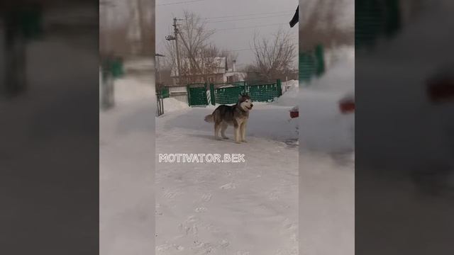 Буран 26 февраля 2021 новомарковка смотреть онлайн