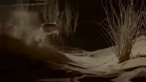 ФЕНЕК- ПУСТЫННАЯ ЛИСИЦА / САМЫЙ МИЛЕЙШИЙ ЗВЕРЁК