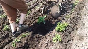 Мотблок Зубр НТ 105 с коробкой Weima 1100 - 6 Первое окучивание картофеля