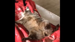 Енот Тёма и кот Жорик