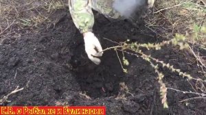 Как посадить войлочную вишню чтоб она прижилась,также покажу уже прижившееся саженцы этой вишни.