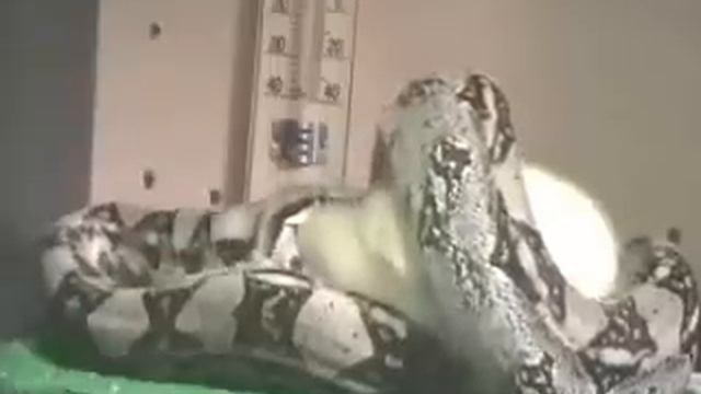 boa constrictor vs duck смотреть онлайн