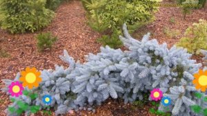 Ель колючая Зе Блюз. Краткий обзор, описание характеристик picea pungens The Blues