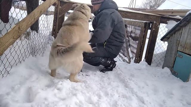Сбежала собака Дом в деревне Собака на цепи Вольер Вольер своими руками смотреть онлайн