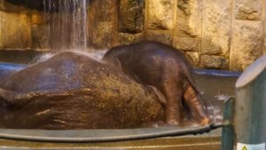 БАННЫЙ ДЕНЬ В СЛОНОВНИКЕ   (Московский Зоопарк)