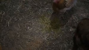 Зеленый корм курам (часть 2) // Как повысить яйценоскость кур зимой // Нескучная жизнь в деревне