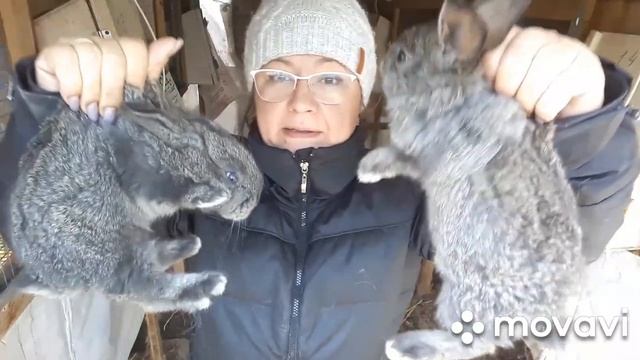 Обзор. Кролики порода Белый Великан и Фландер. Будет ли окрол крольчихи, она отказалась от еды.