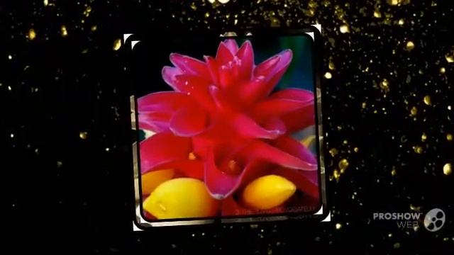 Costus - garden plants смотреть онлайн