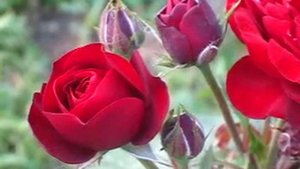 Роза Торнадо