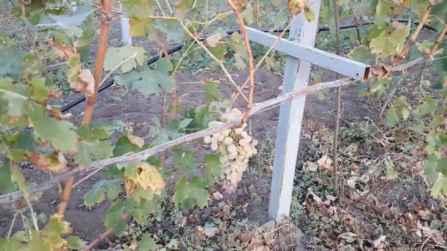 Виноград на 28 сентября после сбора урожая, мои недоработки в уходе за виноградом. смотреть онлайн