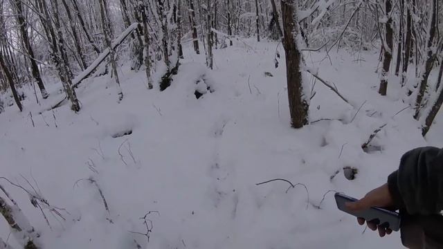 Загонная охота на Лося! Гатчинский район. смотреть онлайн