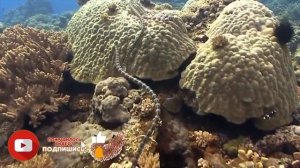Белчера самая ядовитая морская змея в мире.