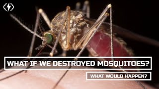 What Would Happen If We Eradicated Mosquitoes? смотреть онлайн