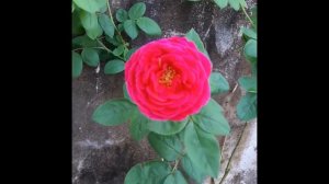 Heathcliff rose