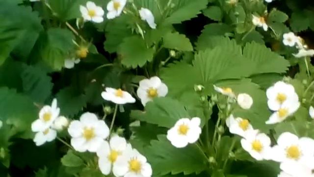 Суниця лісова суниця земляника бн