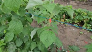 Малина Прималба! Крупная , прошлогодняя новинка!