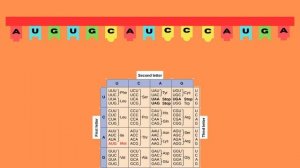 How to Translate mRNA to Amino Acids (DECODING THE GENETIC CODE)