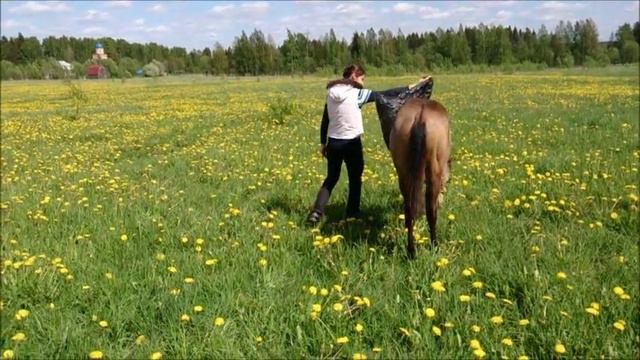 Кобрино летом I Тесты на пугливость смотреть онлайн
