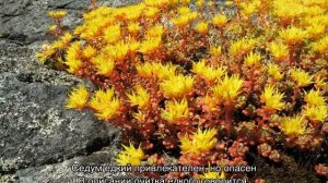 Очиток сорта и виды — лучшие разновидности для сада