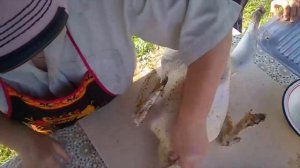 // Забой ИНДЮКА// Ощипывание// Опаливание// Потрошение//Сколько ВЕСИТ тушка ИНДЮКА?