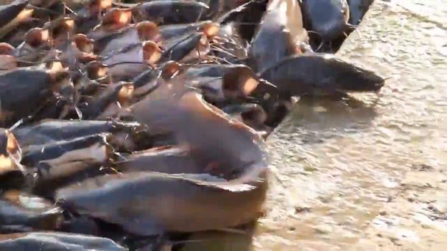 Рыбы выходят на берег за едой, чудо сомики смотреть онлайн