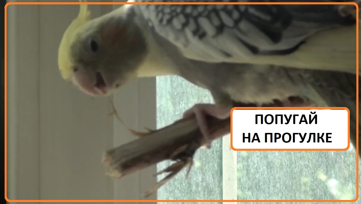 Попугай на прогулке грызет ветку. Корелла - 4 месяца
