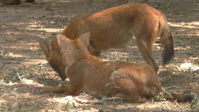 Endangered Wild Dogs Dhole (Cuon alpinus)