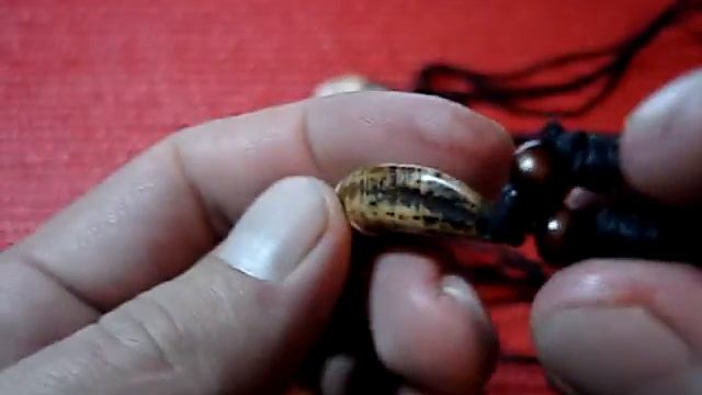 Волчий клык корич. 3-4 см в длину Тело и Дух смотреть онлайн