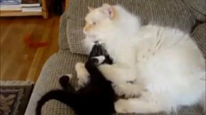 Маленький кот VS Большой кот (Little Cat VS Big Cat)