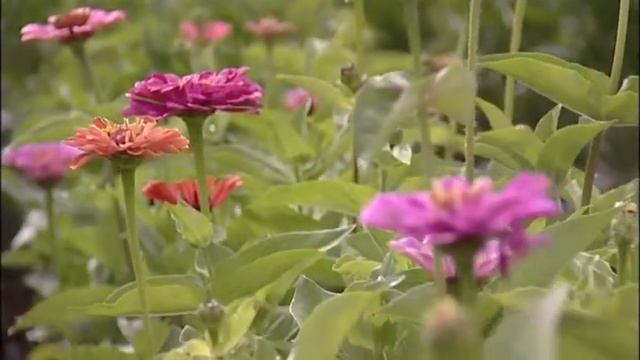 Callistephus Chinensis from Mr Fothergill's Seeds Ltd смотреть онлайн