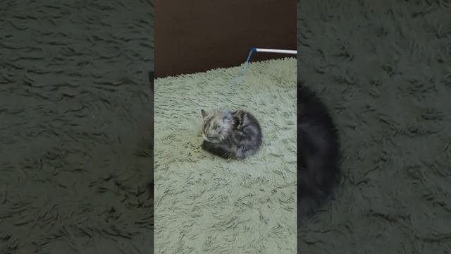 Шотландская Прямоухая Длинношерстная кошка