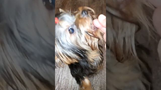 Слоумо ,йоркширский терьер смотреть онлайн