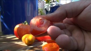 ⟹ San Marzano Lungo No. 2 Tomato, Solanum lycopersicum, its a PASTE #Tomato !!!