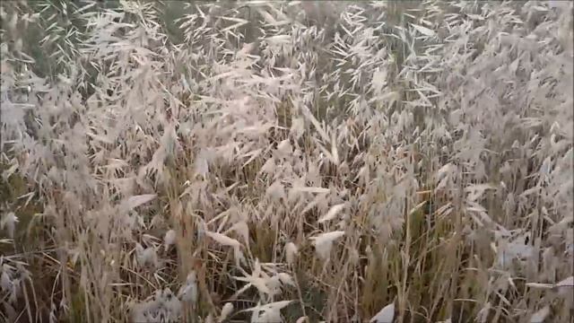 Стихи . "Август" . Бальмонт