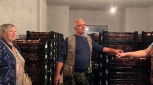 Выгонка тюльпанов. ЛУКОГОН: отзывы