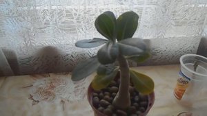 Адениум: реанимация с помощью гидропоники