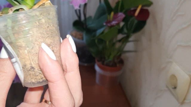 РАСПАКОВКА! ПОСЫЛКА с азиатскими орхидеями! #flowers #азиатскиеорхидеи #орхидеи1,7
